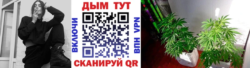 Каннабис планчик  Пересвет 